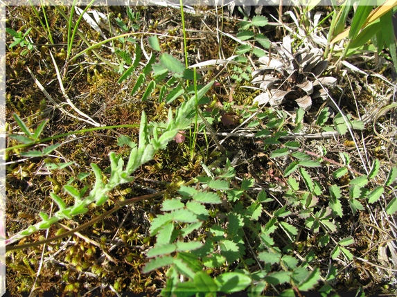 Krvavec menší (Sanguisorba minor)