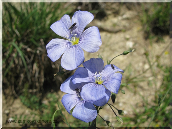 Len rakouský (Linum austricaum)