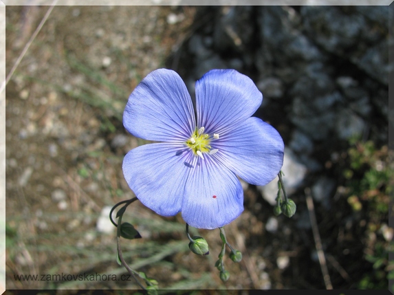 Len rakouský (Linum austricaum), 9.5.2009