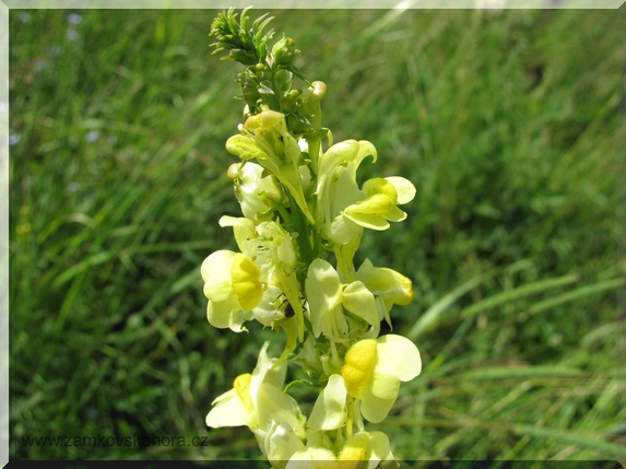 Lnice květel (Linaria vulgaris)