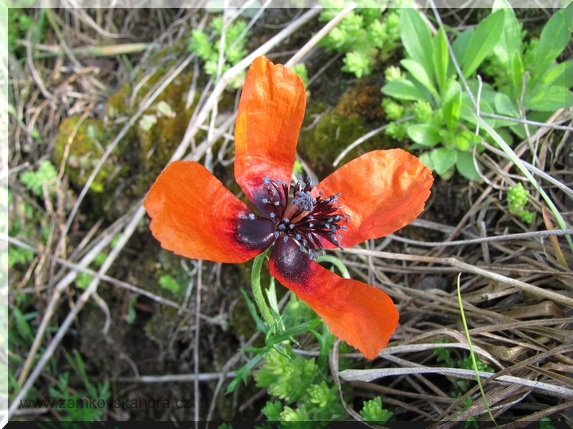 Mák polní (Papaver argemone)