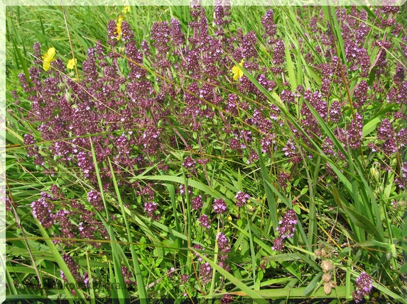 Mateřídouška vejčitá (Thymus pulegioides)