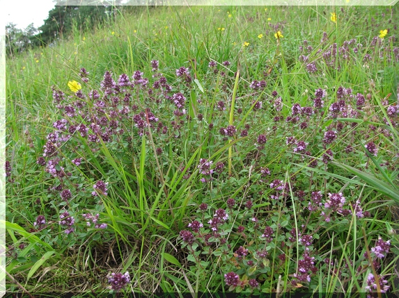 Mateřídouška vejčitá (Thymus pulegioides)