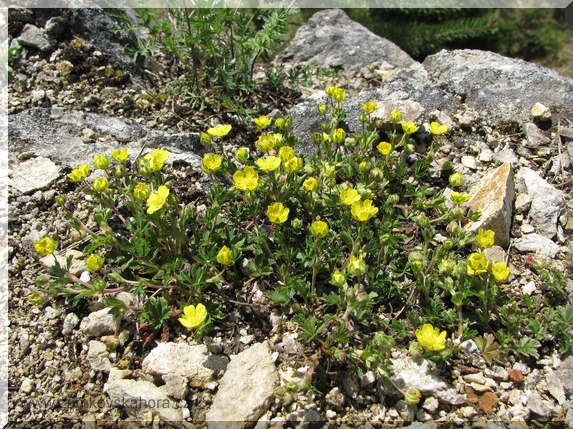 Mochna jarní (Potentilla tabernaemontani)