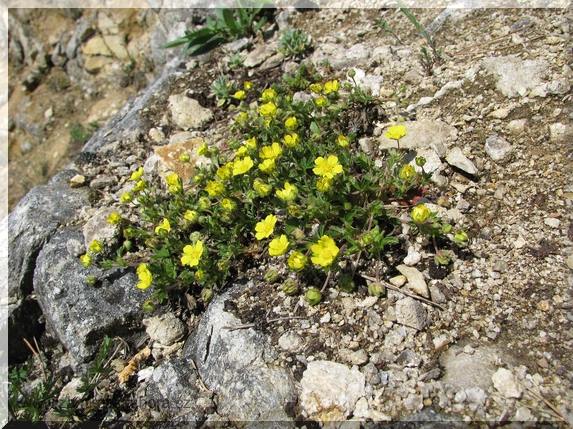 Mochna jarní (Potentilla tabernaemontani)