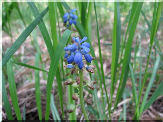 Modřenec širolistý (Muscari botryoides)