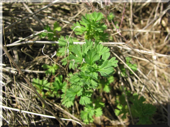 Nepatrnec rolní (Aphanes arvensis)