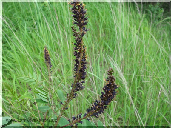 Netvařec křovitý (Amorpha fruticosa)