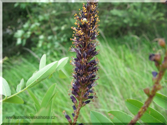 Netvařec křovitý (Amorpha fruticosa)