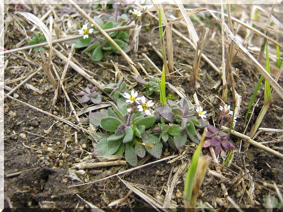 Osívka jarní (Erophila verna)