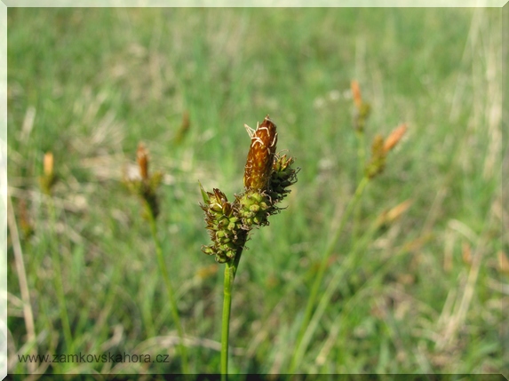 Ostřice jarní (Carex caryophyllea), 25.4.2009