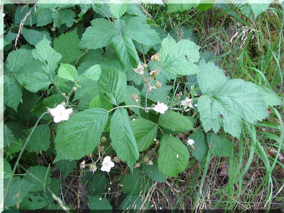 Ostružiník ježiník (Rubus caesius)