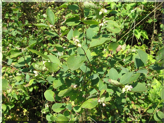 Pámelník bílý (Symphoricarpos albus)