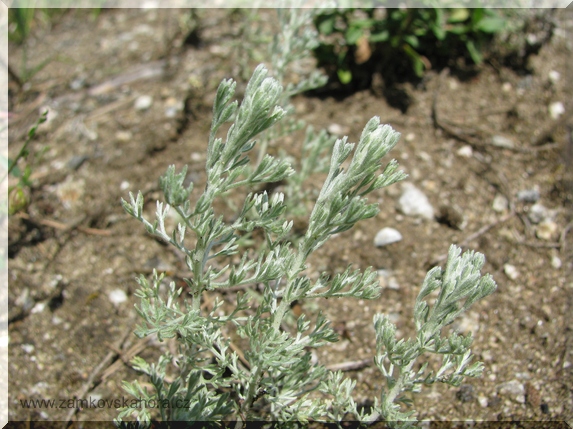 Pelyněk pravý (Artemisia absinthium)