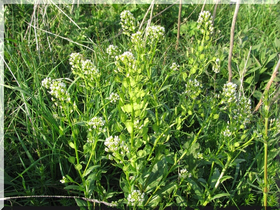 Penízek rolní (Thlaspi arvense), 3.5.2009