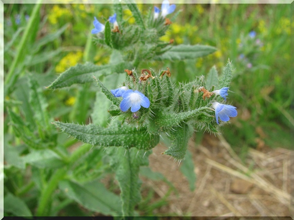 Pilát lékařský (Anchusa officinalis)