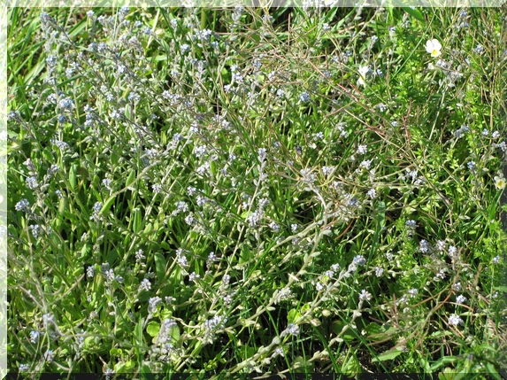 Pomněnka rolní (Myosotis arvensis)