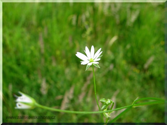 Ptačinec trávolistý (Stellaria graminea)