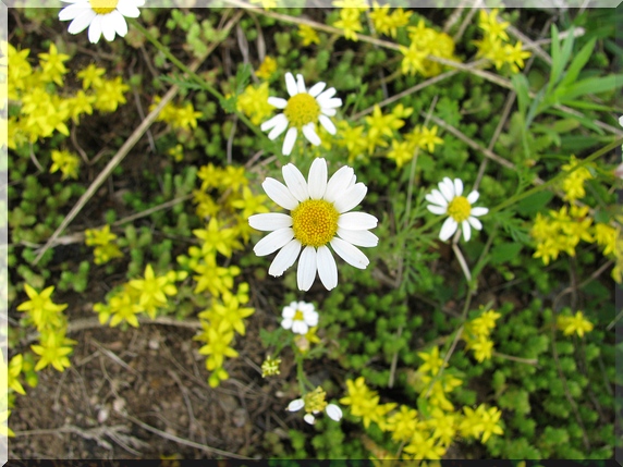 Rmen rolní (Anthemis arvensis)