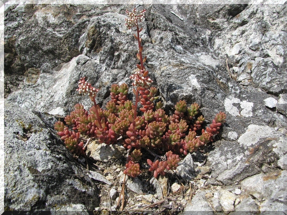 Rozchodník bílý (Sedum album)