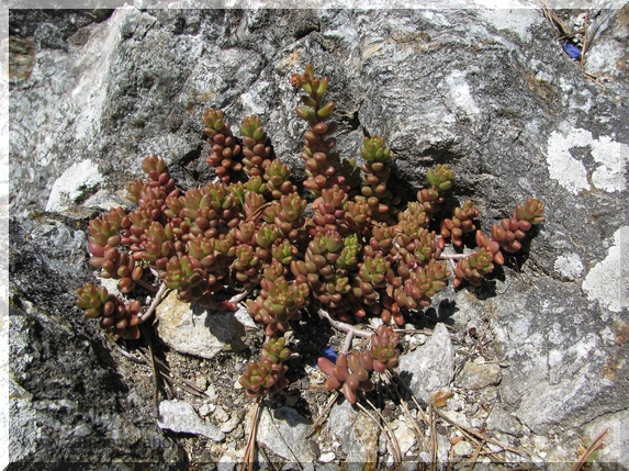 Rozchodník bílý (Sedum album), 23.5.2009