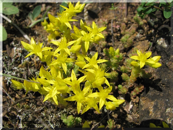 Rozchodník ostrý (Sedum acre)