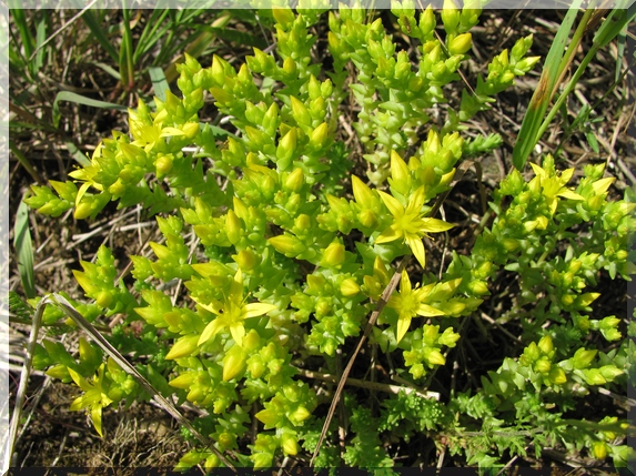 Rozchodník ostrý (Sedum acre), 10.6.2009