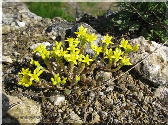 Rozchodník ostrý (Sedum acre), 18.6.2009