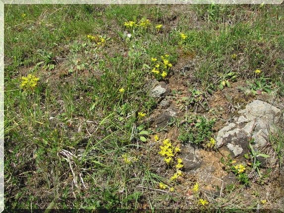 Rozchodník ostrý (Sedum acre) na výhřevném místě s vystupujícím podložím