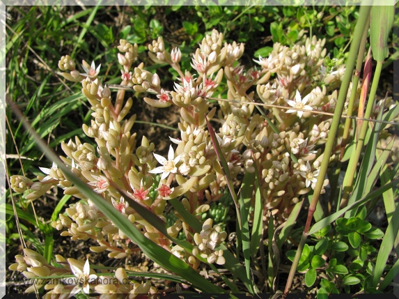 Rozchodník španělský (Sedum hispanicum)