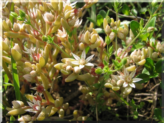 Rozchodník španělský (Sedum hispanicum), 5.6.2009