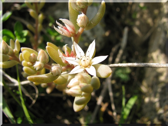 Rozchodník španělský (Sedum hispanicum), detail květu