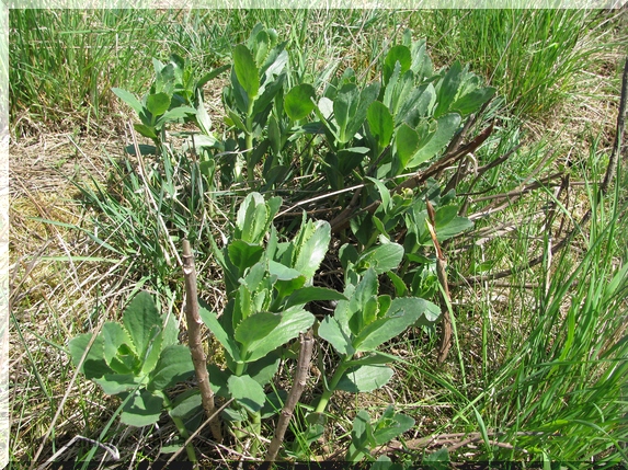 Rozchodník velký (Hylotelephium maximum), 19.4.2009