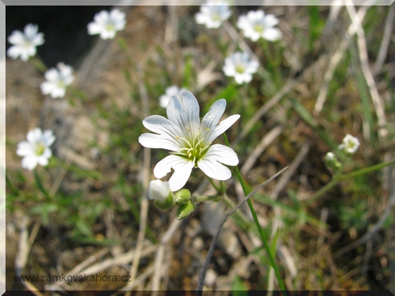 Rožec rolní (Cerastium arvense)