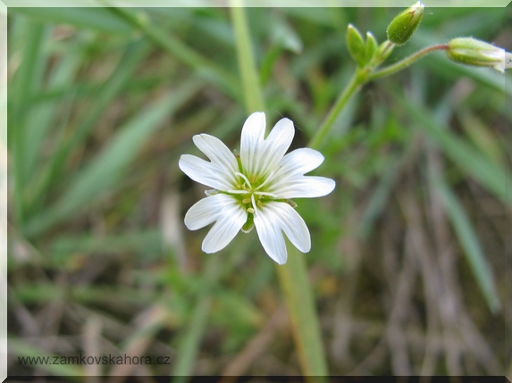 Rožec rolní (Cerastium arvense), 3.5.2009