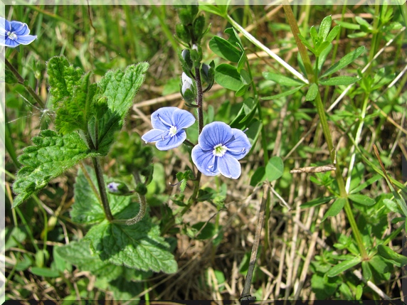 Rozrazil rezekvítek (Veronica chamaedrys)