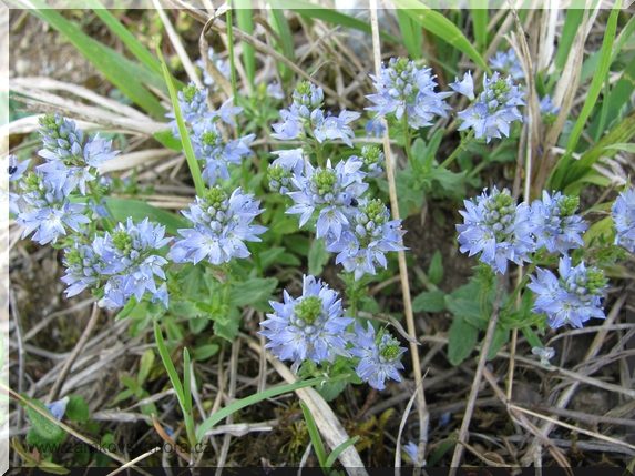 Rozrazil rozprostřený (Veronica prostrata), 3.5.2009