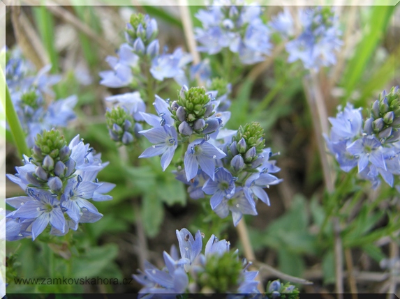 Rozrazil rozprostřený (Veronica prostrata), 3.5.2009