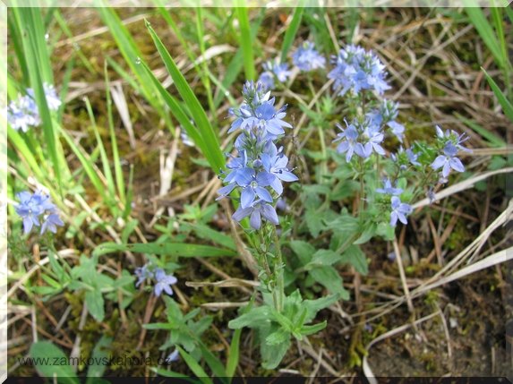 Rozrazil rozprostřený (Veronica prostrata), 9.5.2009