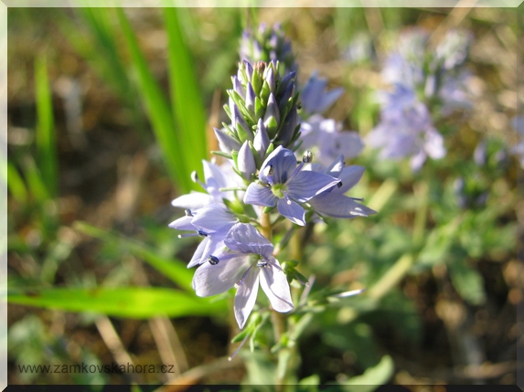 Rozrazil rozprostřený (Veronica prostrata), 3.5.2009