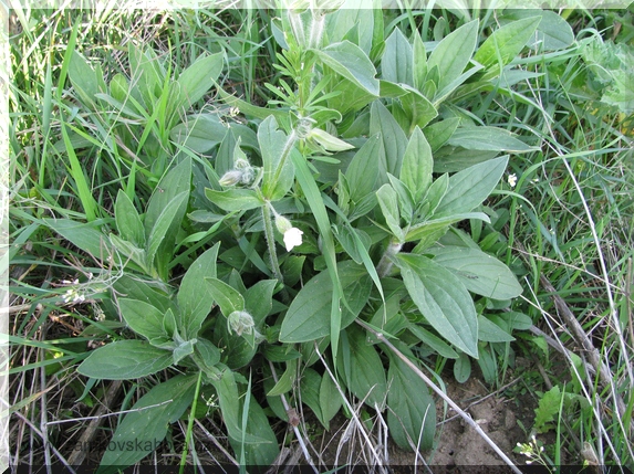 Silenka širolistá bílá (Silene latifolia subsp.alba), 3.5.2009