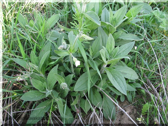 Silenka širolistá bílá (Silene latifolia subsp.alba), 3.5.2009