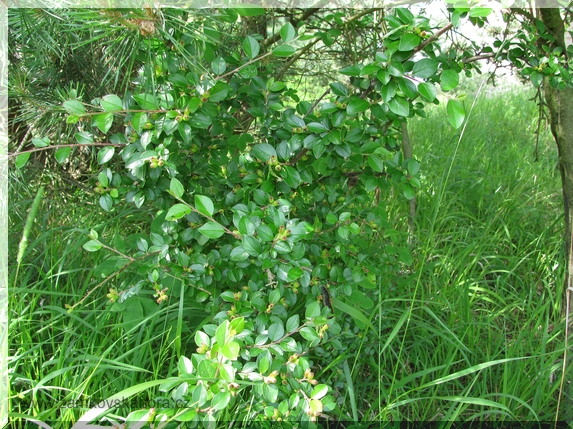 Skalník rozkladitý (Cotoneaster divaricatus), 10.6.2009