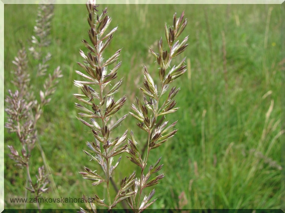 Smělek jehlancovitý (Koeleria pyramidata)