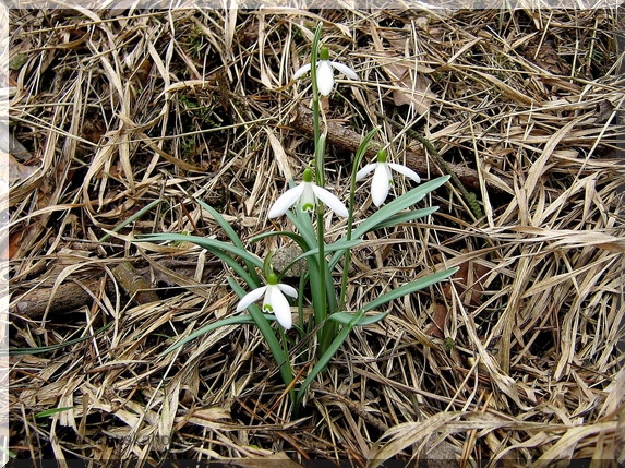 Sněženka podsněžník (Galanthus nivalis)