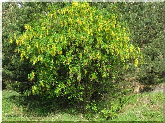 Štědřenec odvislý (Laburnum anagyroides)