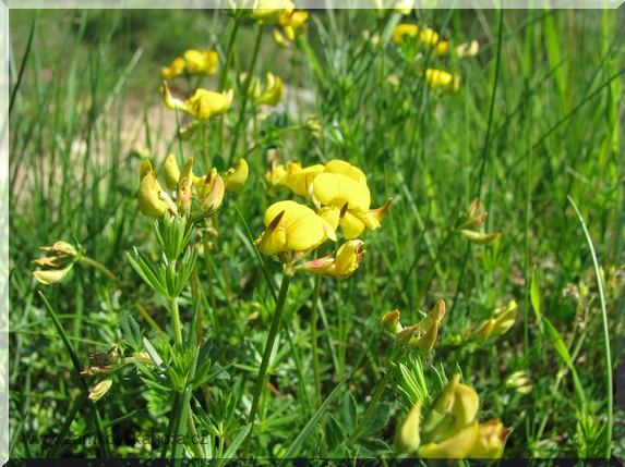 Štírovník růžkatý (Lotus corniculatus)