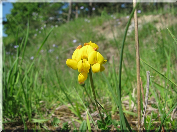 Štírovník růžkatý (Lotus corniculatus), 23.5.2009