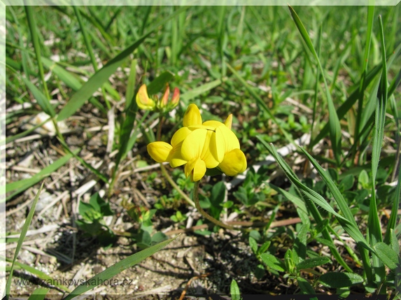 Štírovník růžkatý (Lotus corniculatus), 17.5.2009