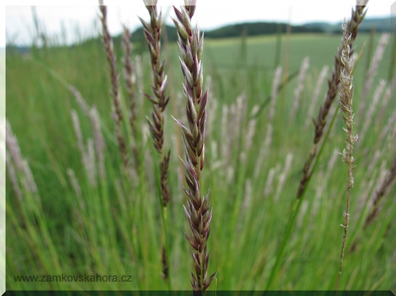 Strdivka sedmihradská (Melica transsilvanica), 10.6.2009